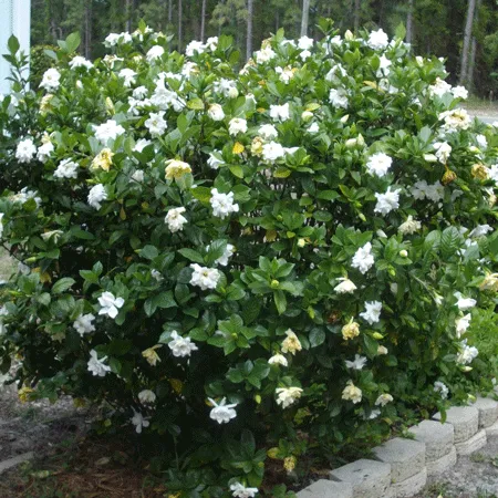 Gardenia Floral Absolute Oil 1